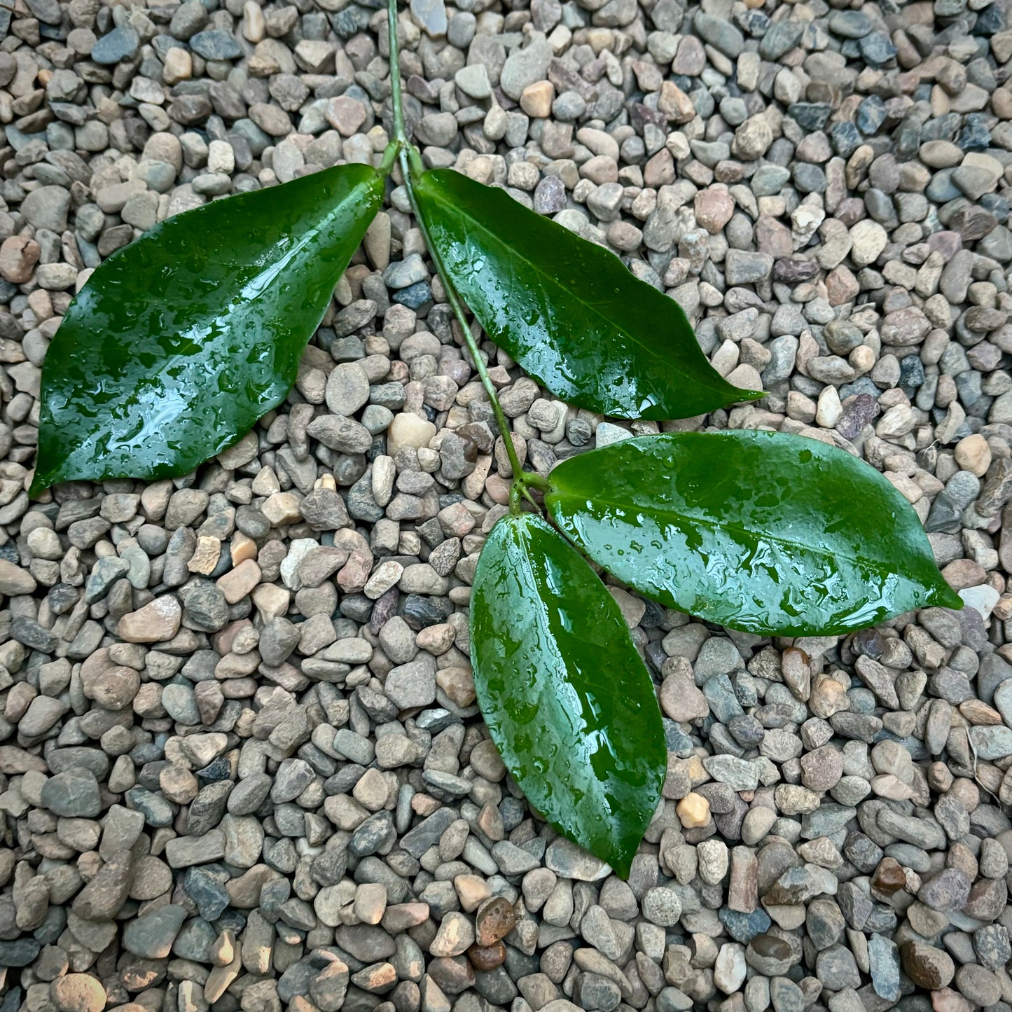Hoya ischnopus H145