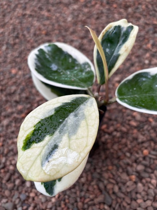 Hoya obovata (albomarginata) H456