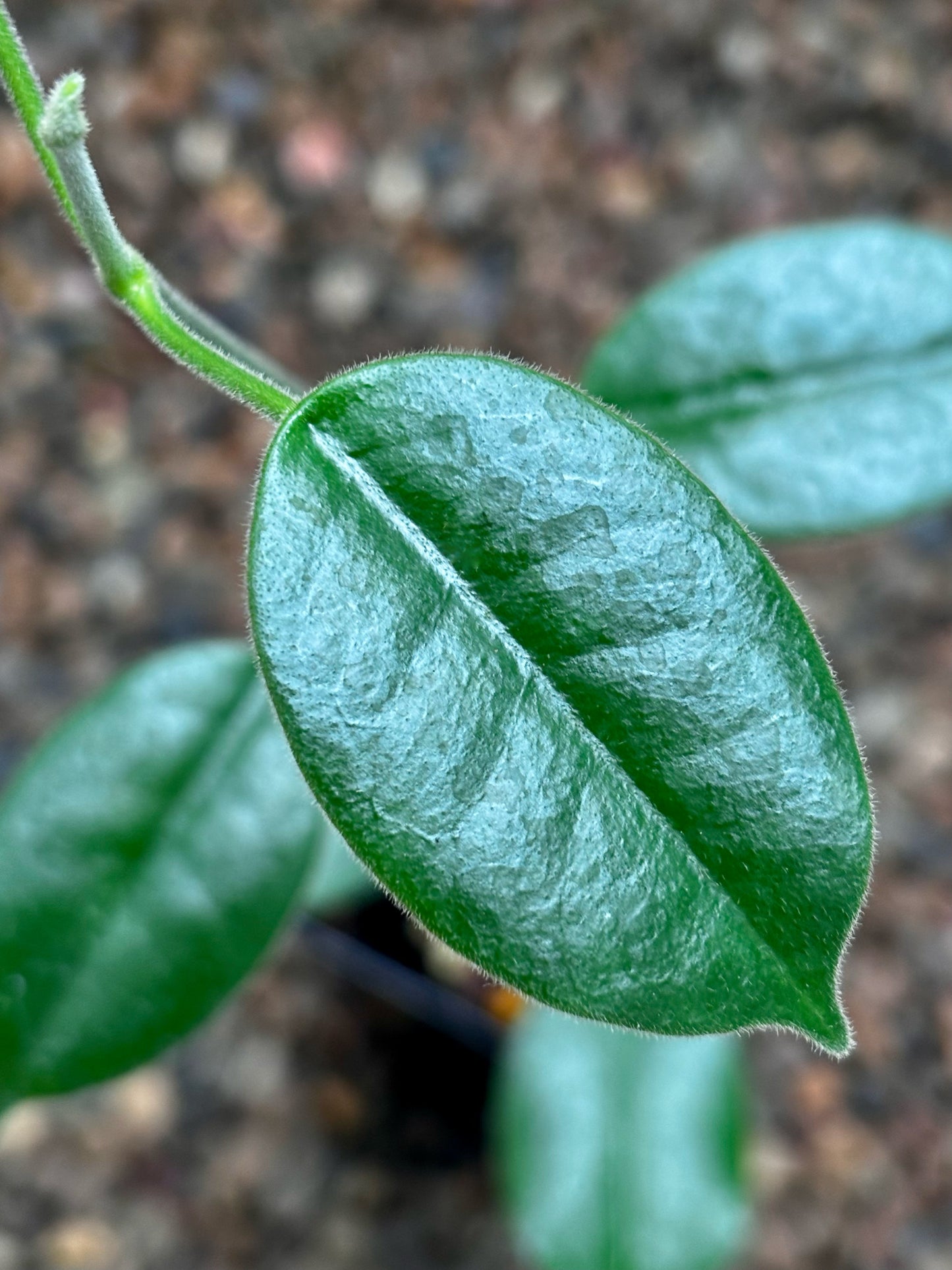 Hoya obtusifolioides H430