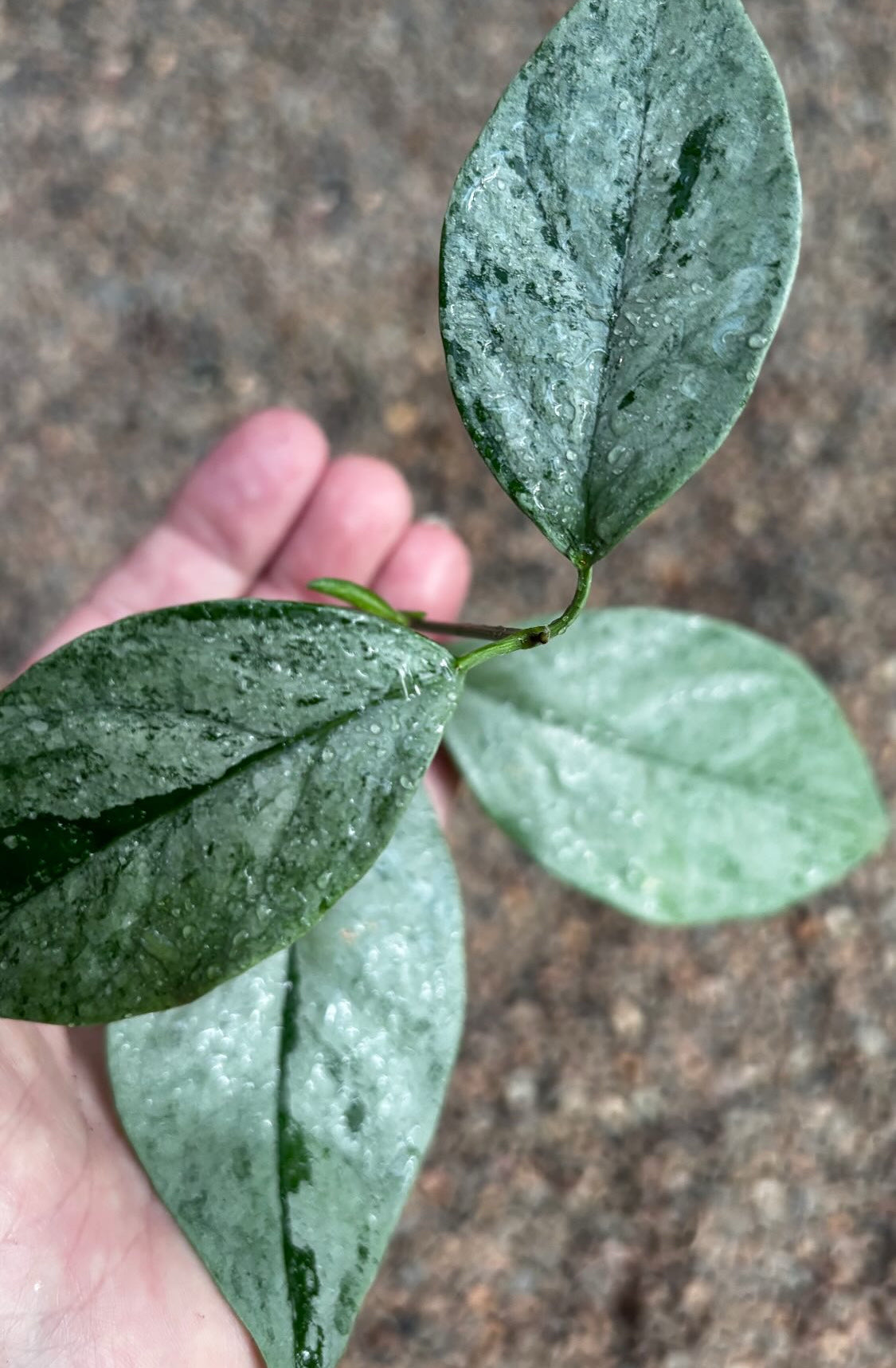 Hoya coriacea (silver) H454