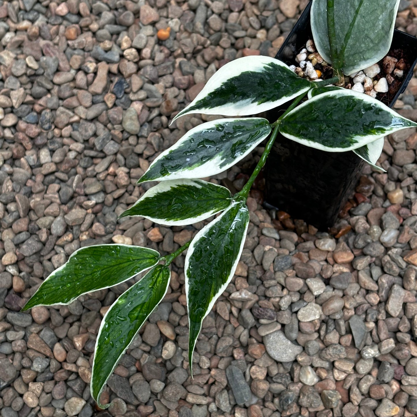 Hoya polyneura albomarginata H476