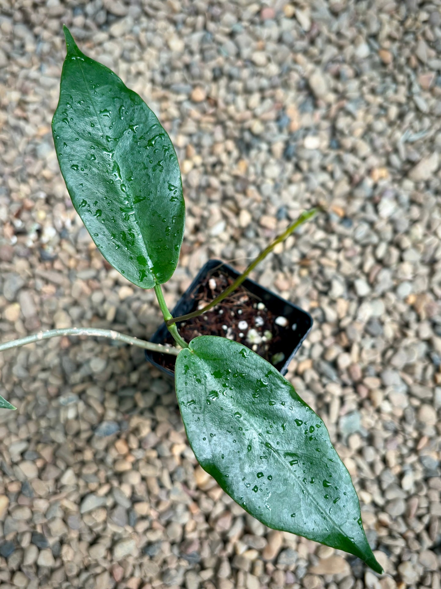 Hoya archboldiana (white) IML 0414 H159