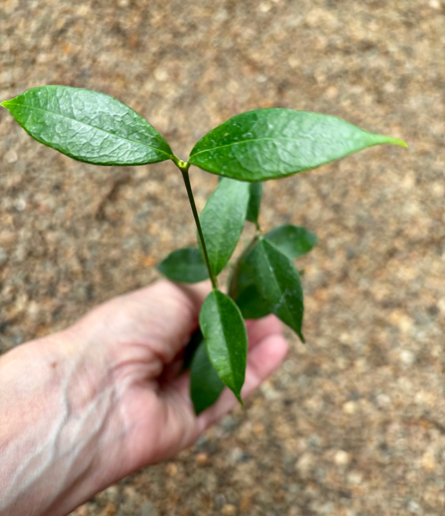 Hoya odorata H331