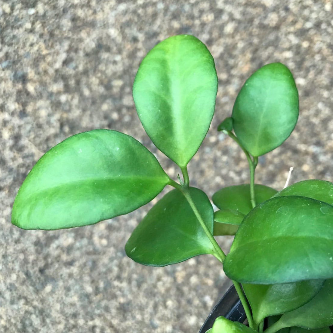 Hoya myrmecopa IML 1375 H280