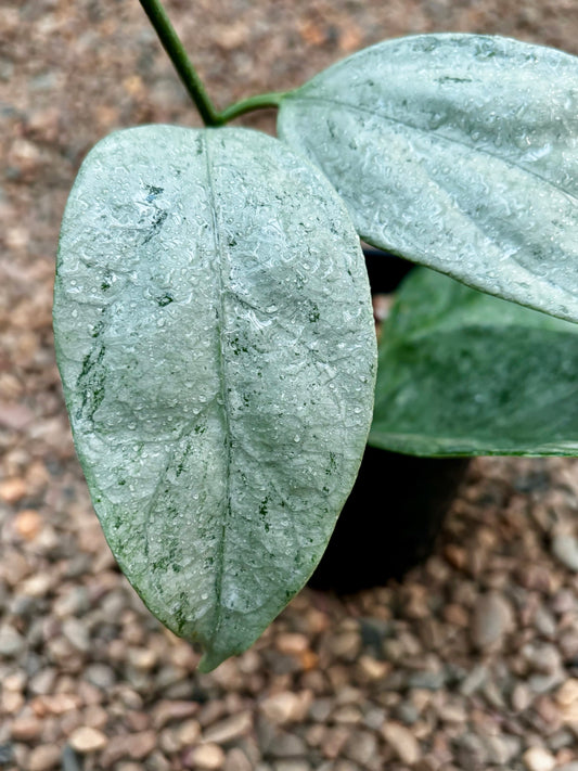 Hoya coriacea (silver) H454