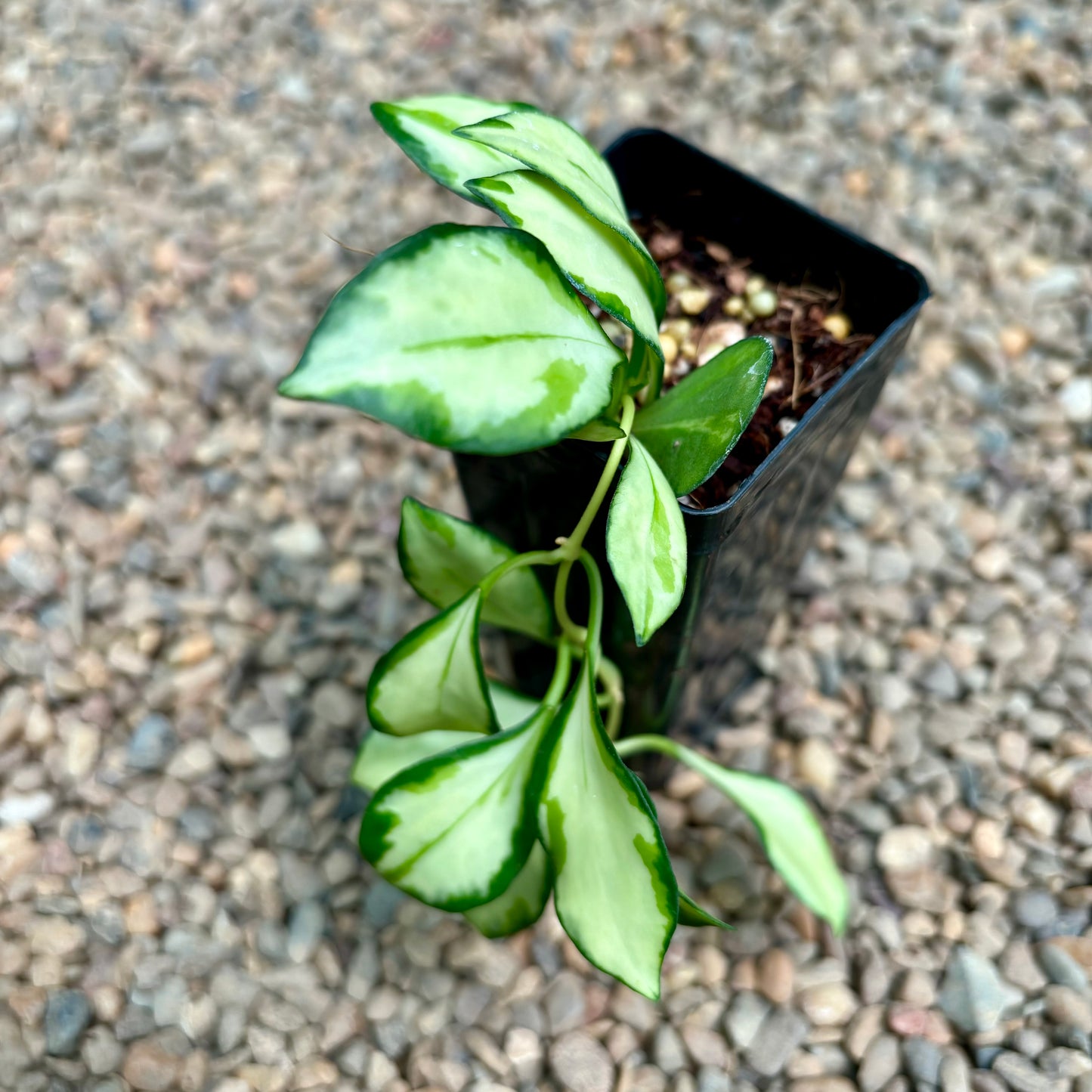 Hoya heuschkeliana variegata H21