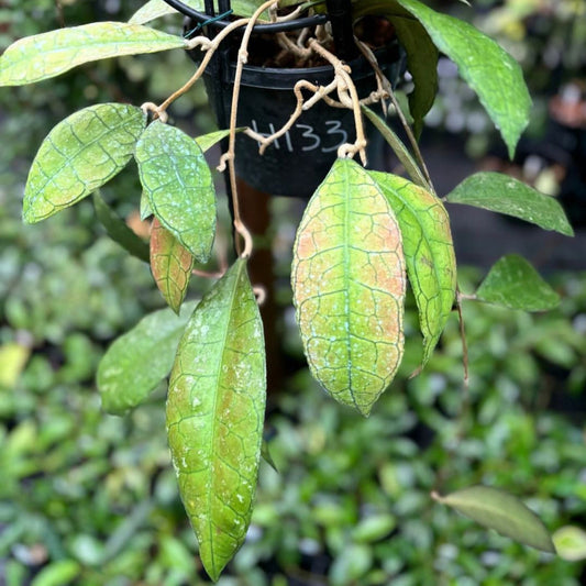Hoya sp. Thailand IML 1398 H133