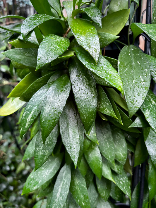 Hoya memoria IML 0107 H109