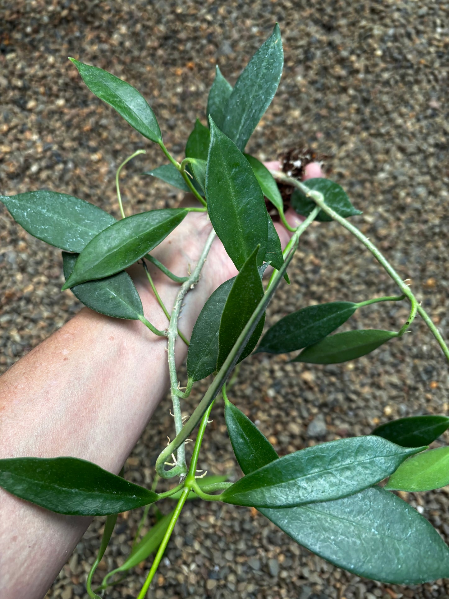Hoya australis ssp. australis Silver Valley H211