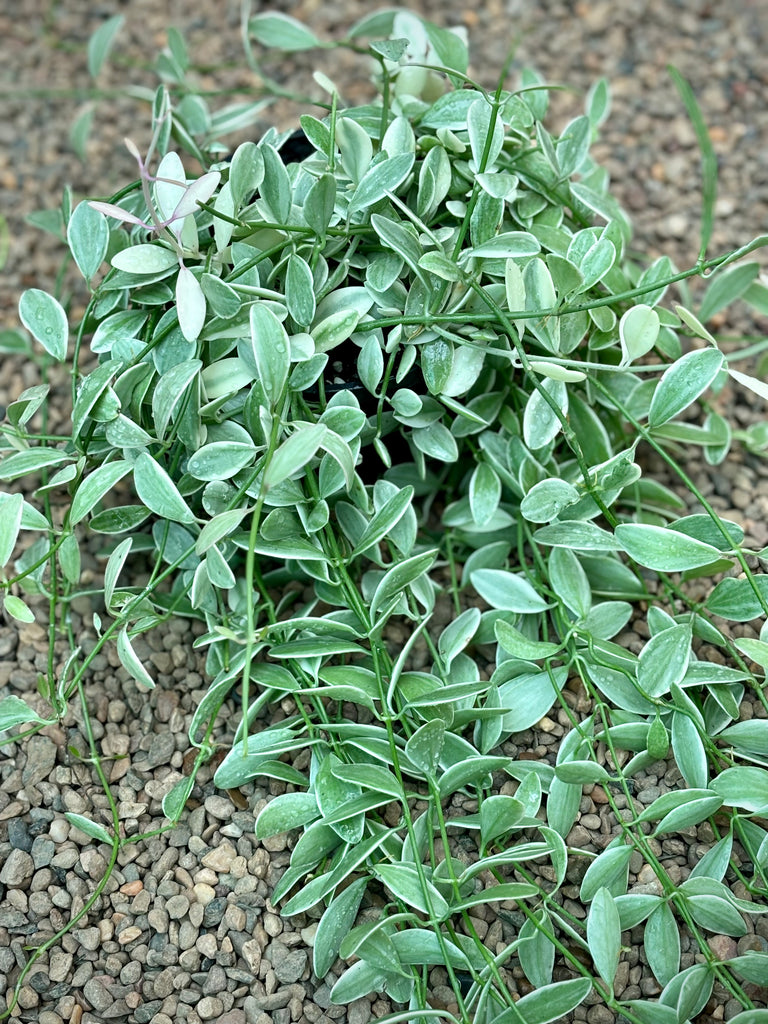 Dischidia oiantha variegata D34