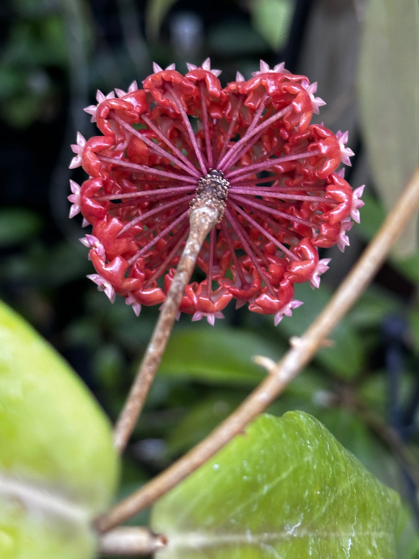 Hoya ilagiorum H183