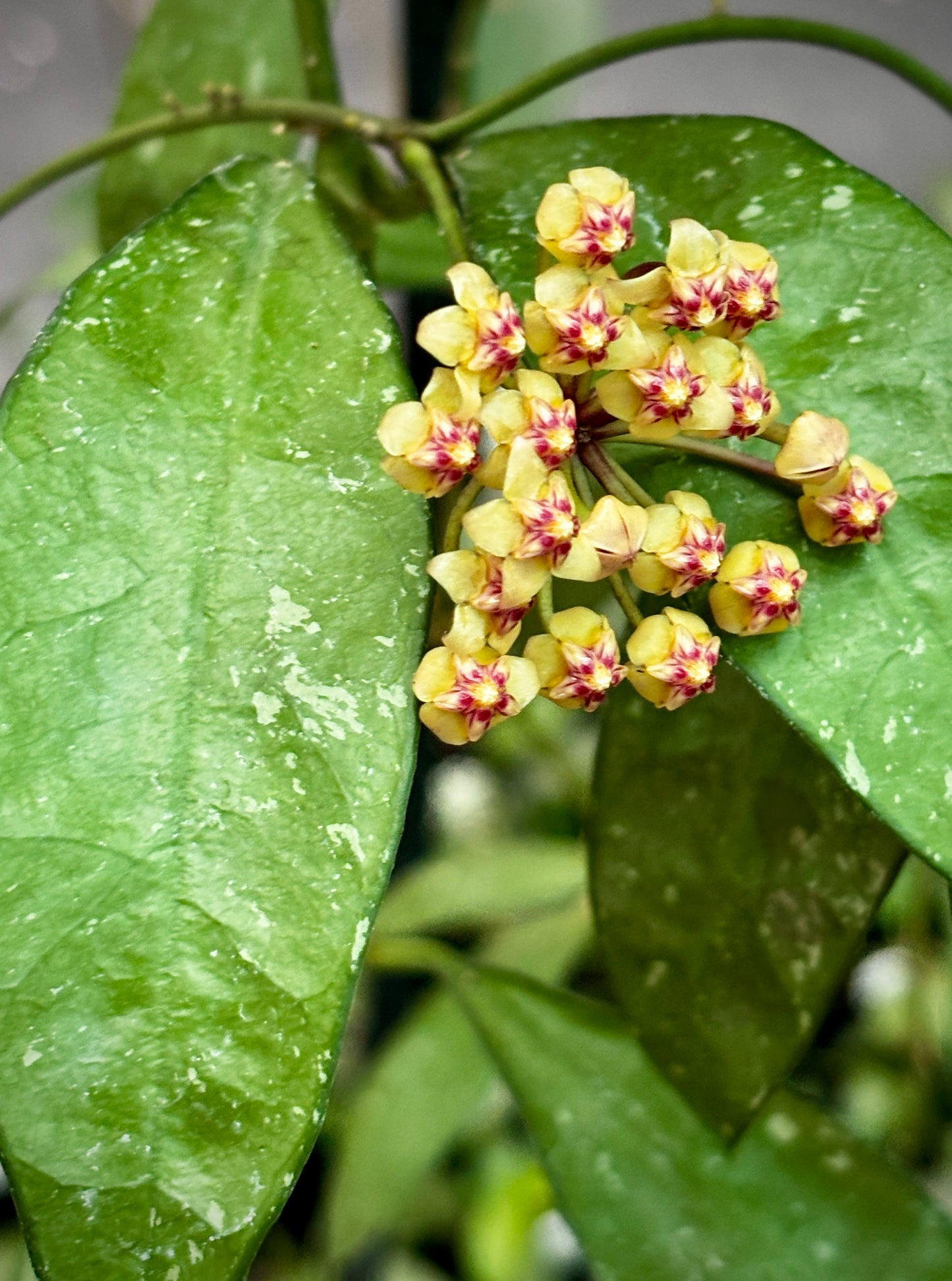 Hoya aff. plicata Malay Peninsula IML 1566 H313