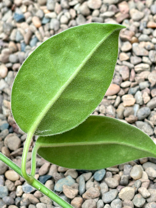 Hoya lauterbachii H1