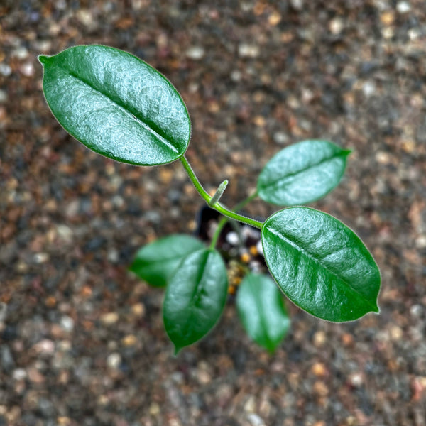 1134 ＊Hoya ＊ diversifolia＊外斑 ＊グリーンオングリーン Hoya