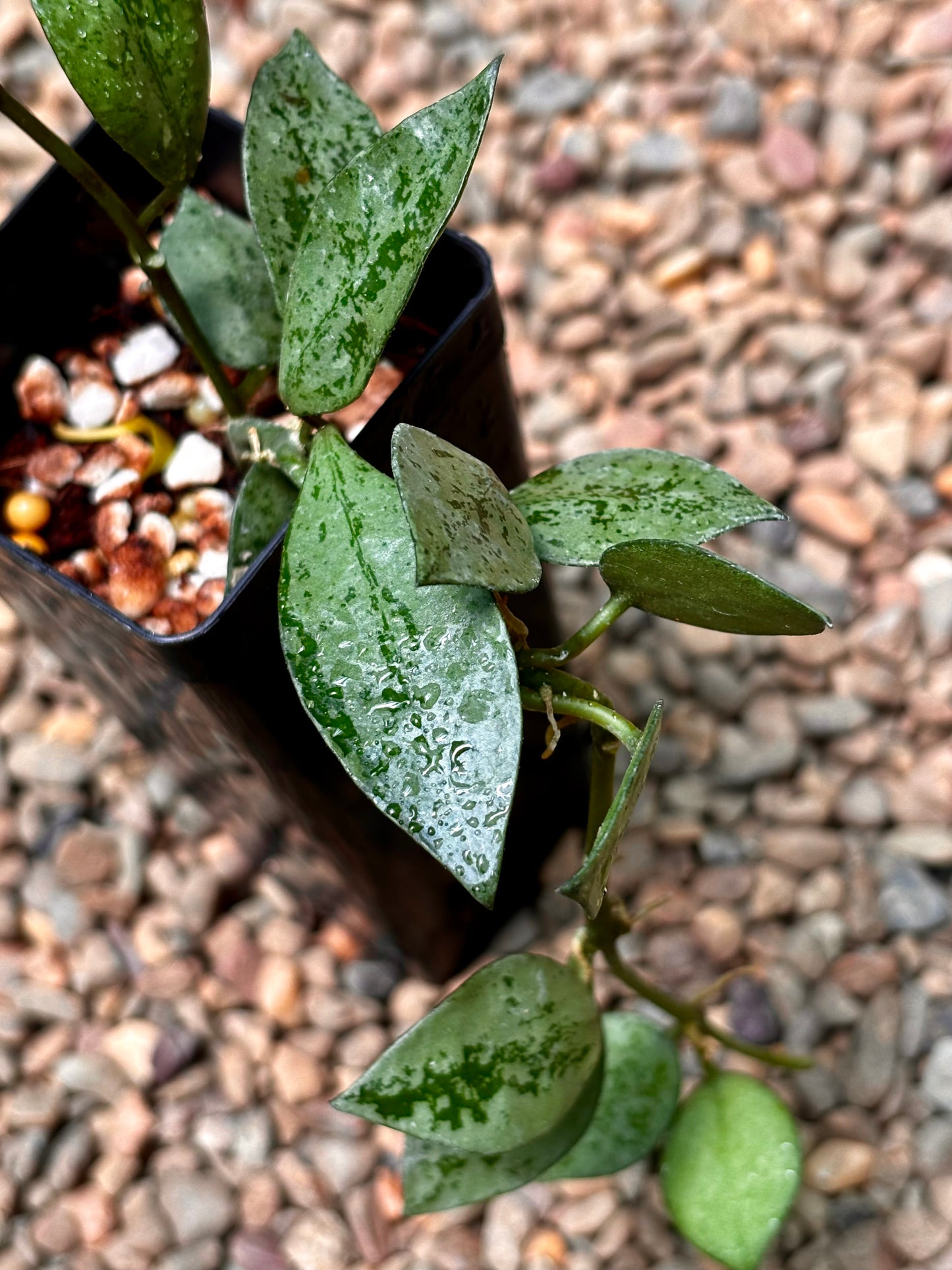 Hoya krohniana 'Eskimo' H370