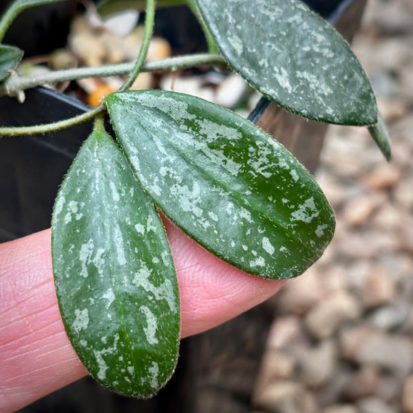 Hoya lima (splash long leaf) H417 - Hoya Store Australia
