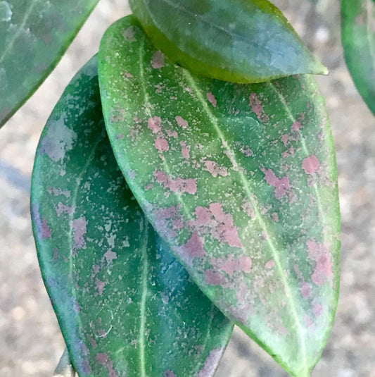 Hoya wibergiae IML 1618 H91