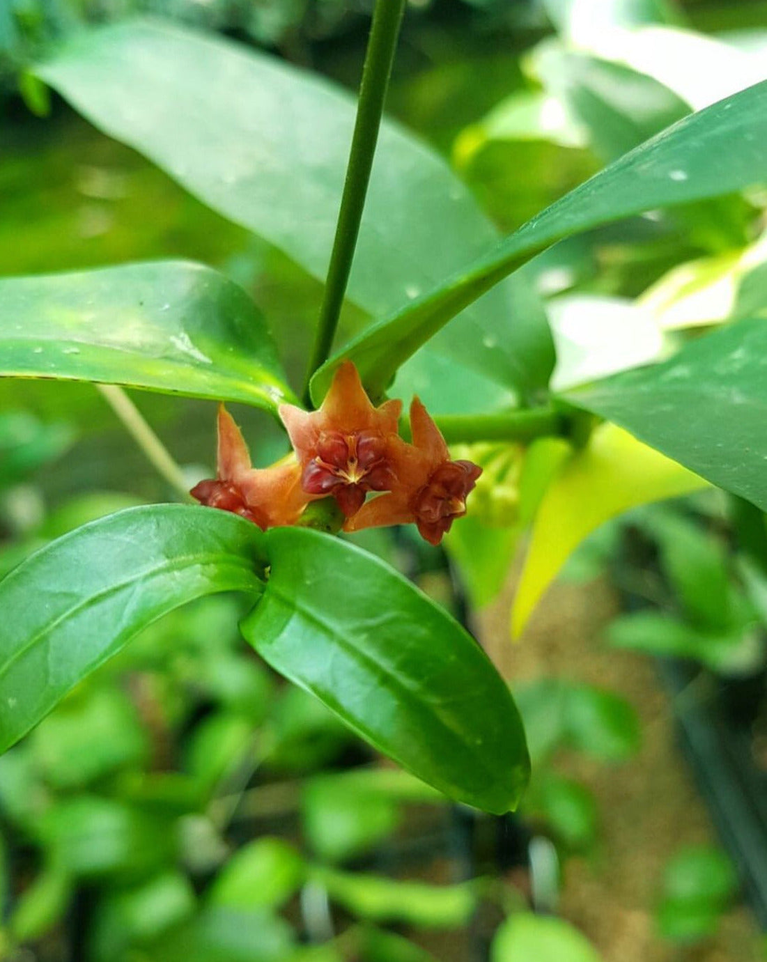 Hoya lobbii 'orange' IML 1524 H245