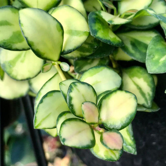 Hoya heuschkeliana variegata H21
