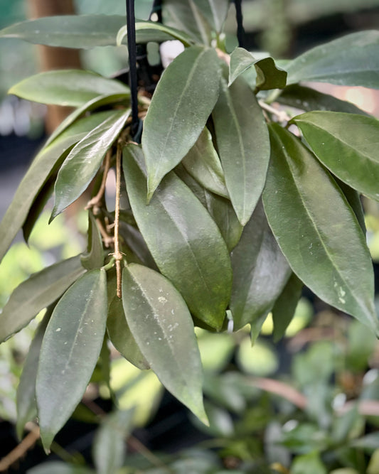 Hoya arnottiana H53
