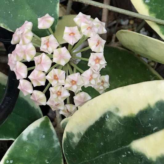 Hoya verticillata albomarginata IML 1625 H49
