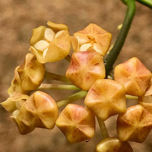 Hoya chunii (chuniana) H150