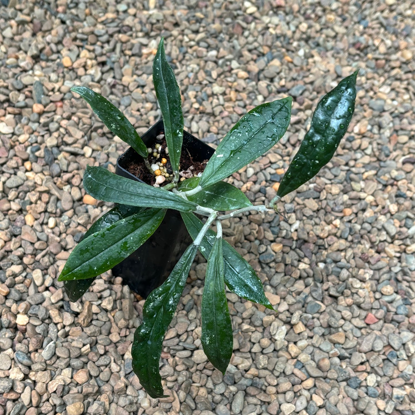 Hoya rigidifolia H465