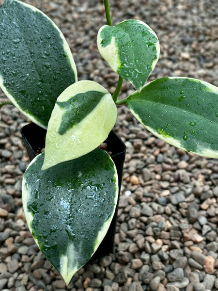 夏セール珍種ホヤ　パラ　外斑入り Hoya para Albomarginata 夏セール珍種ホヤ パラ 外斑入り Hoya para Albomarginata