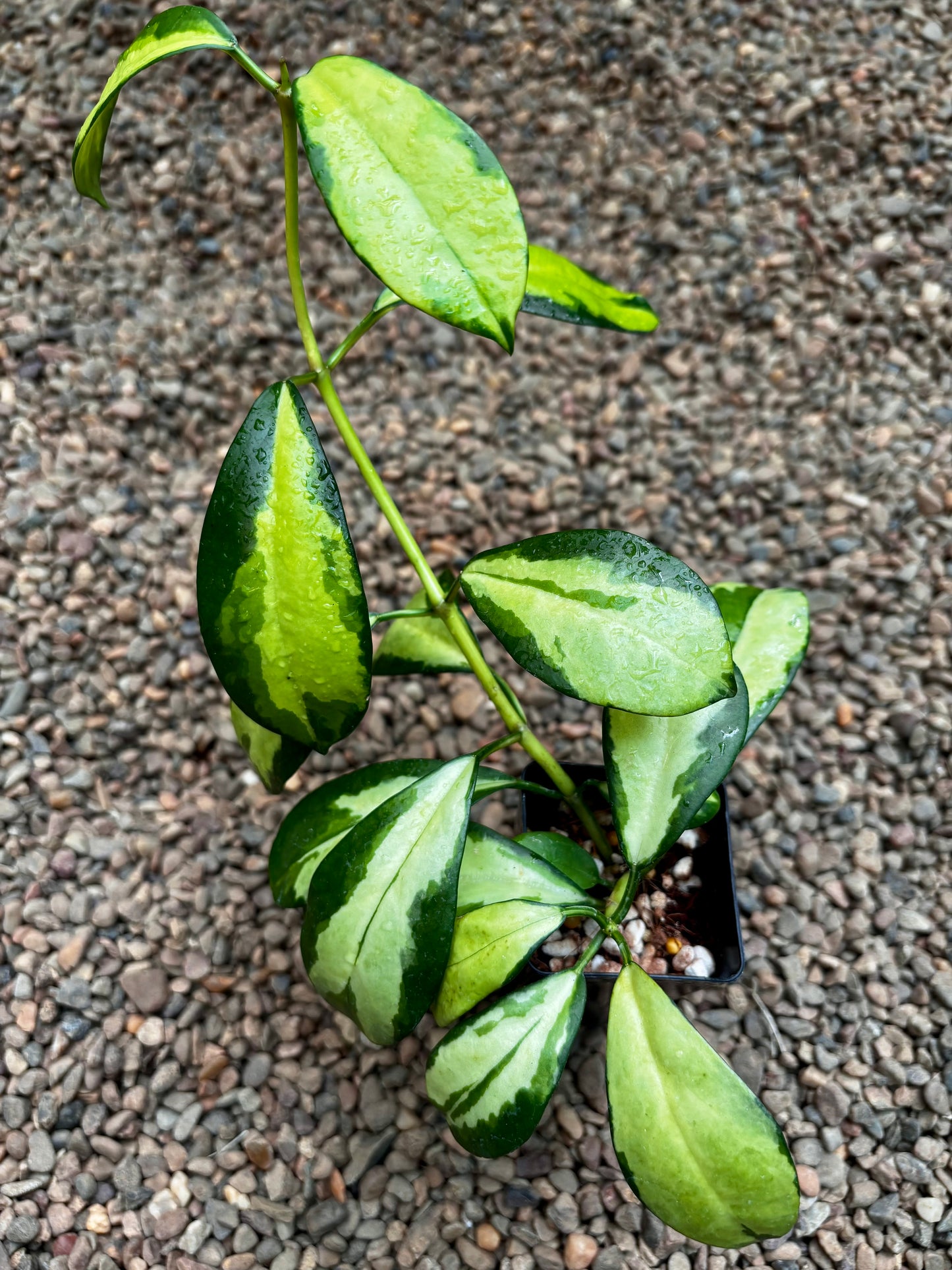 Hoya diversifolia 'Maharani' (variegata) H477
