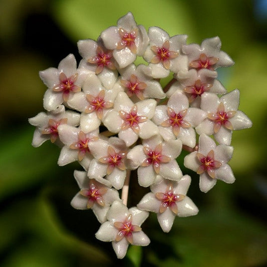 Hoya anulata Ramu River Delta PNG IML 1120 H357