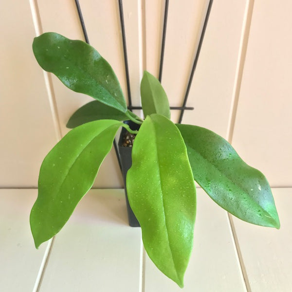 Hoya monetteae Sabah IML 1774 H362 - Hoya Store Australia