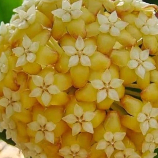 Hoya bicolor Philippines IML 1886 H376