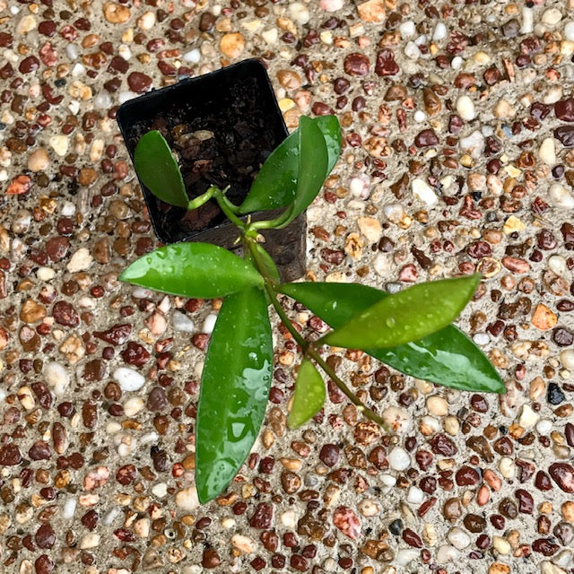 Hoya aff. pubifera IML 1282 H78