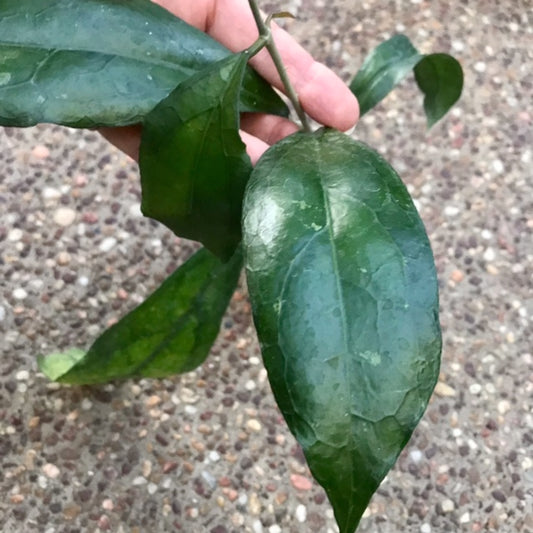 Hoya sp. Sabah IML 1864 H373