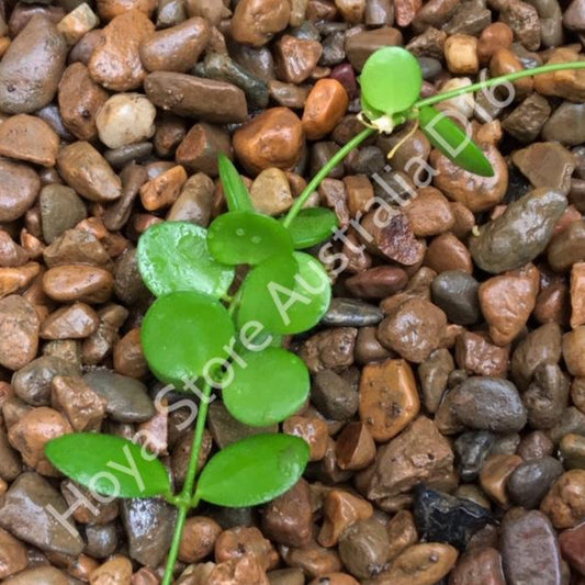 Dischidia sp. IPPS6675 IML 1221 D16