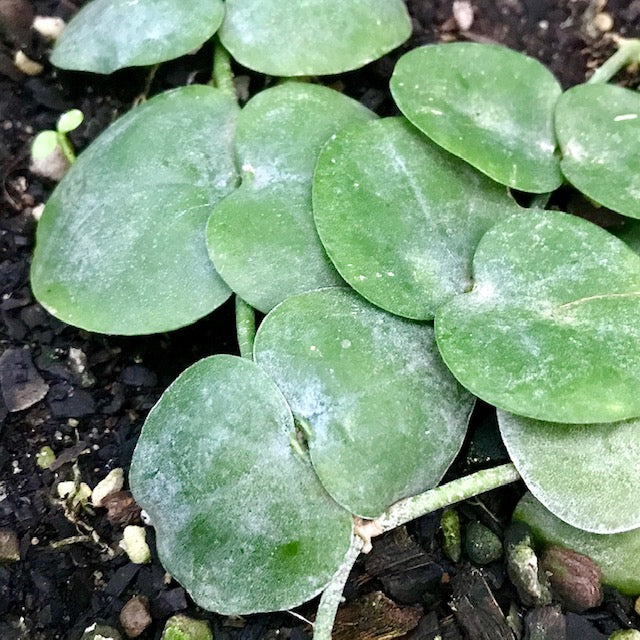 Dischidia melanesica Kole Point IML 0944 D1