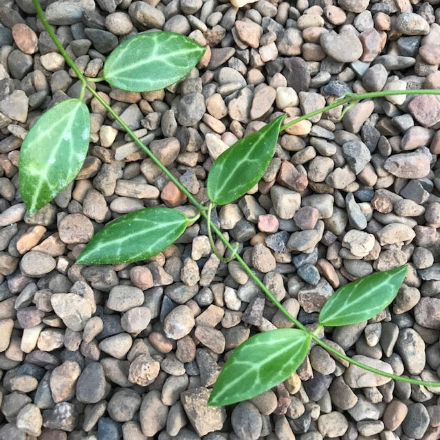 Dischidia ovata Pandanus Creek - narrow leaf IML 0446 D14