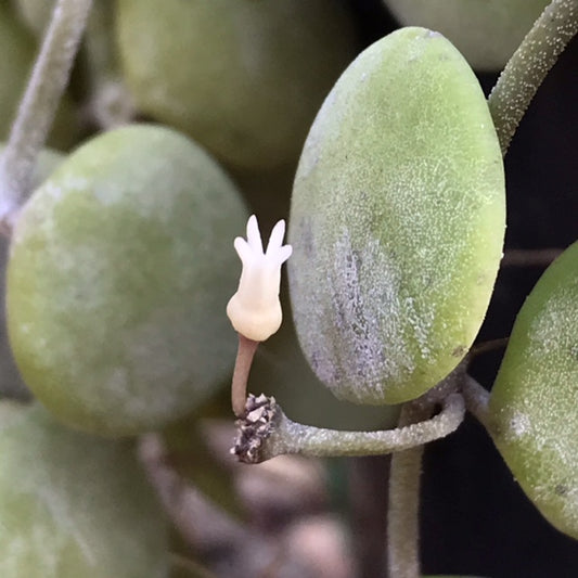 Dischidia nummularia - thick leaf D39