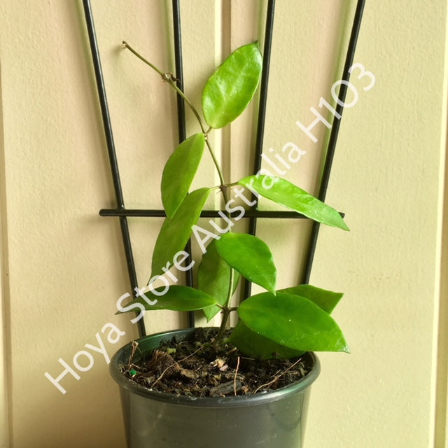 Hoya halophila IML 1116 H103