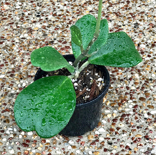 Hoya kerrii pubescent IML 0784 H105