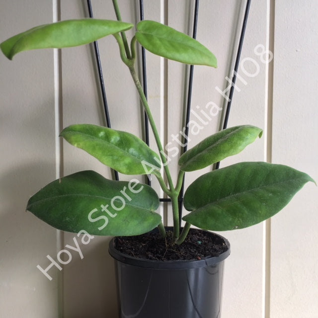 Hoya magnifica IML 0152 H108
