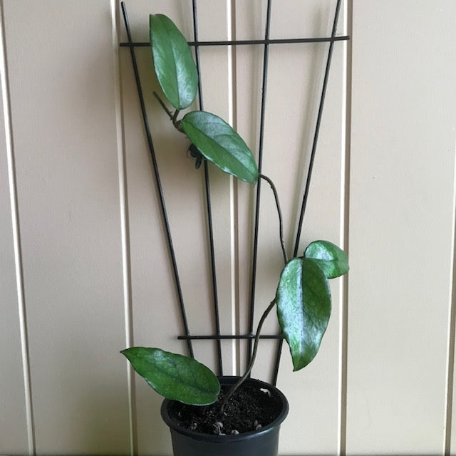 Hoya sp. #3 Philippines IML 1658 H123