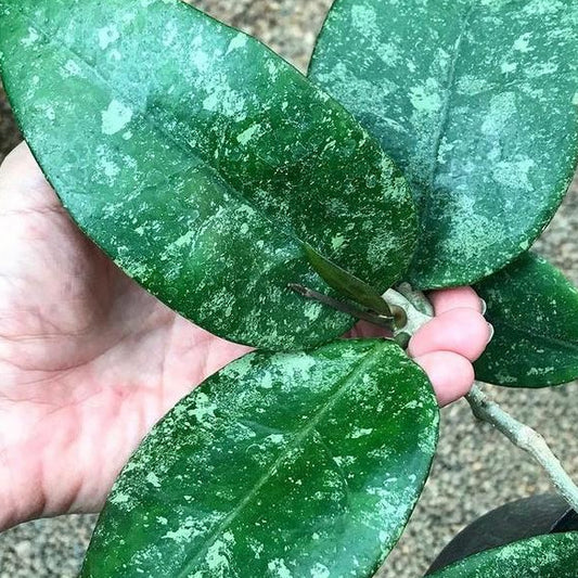 Hoya sp. Ko Chang Is. IML 1508 H127