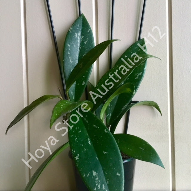 Hoya pubicalyx 'Royal Hawaiian Purple' IML 0056 H12
