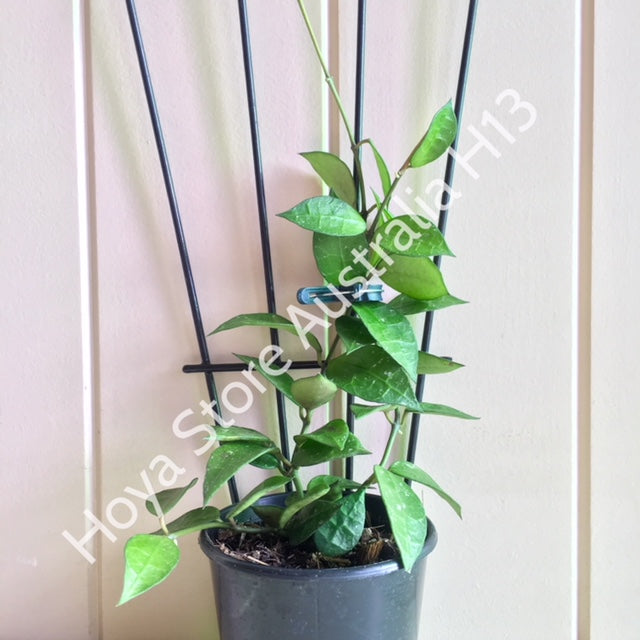 Hoya lacunosa H13