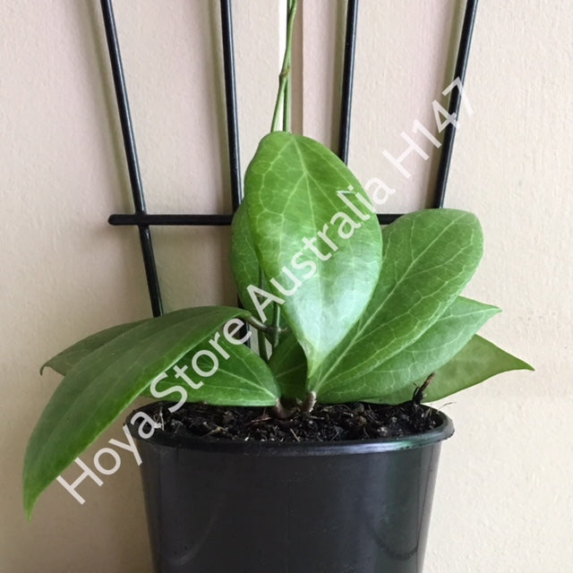 Hoya camphorifolia H147
