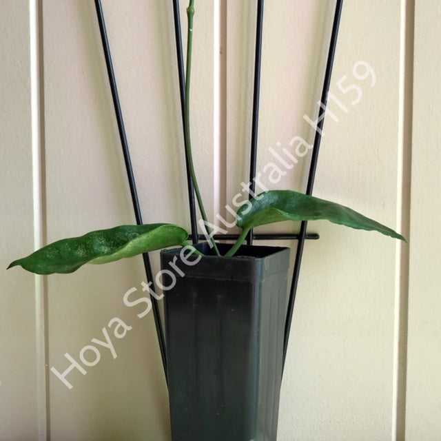 Hoya archboldiana (white) IML 0414 H159