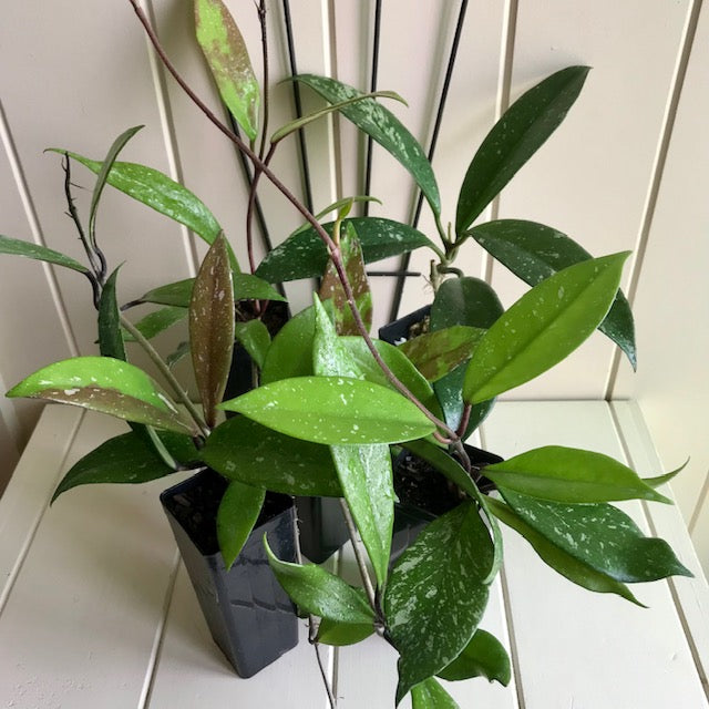 Wholesale - Hoya pubicalyx H165