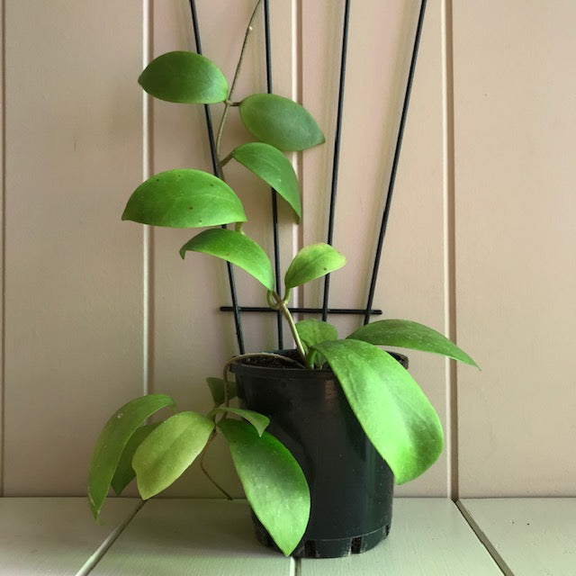 Hoya mindorensis ssp. Superba IML 0768 H169