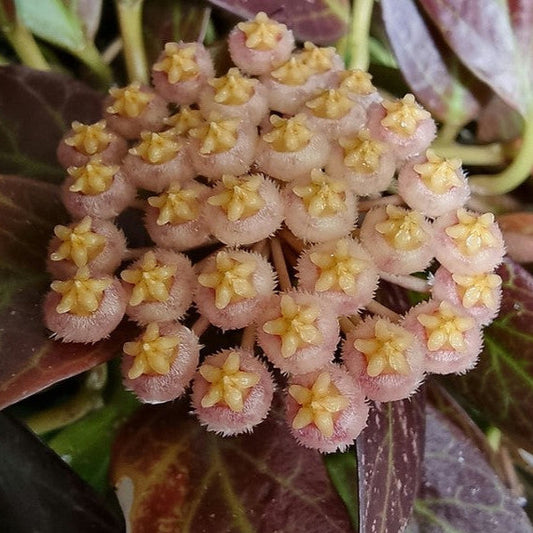 Hoya 'Sunrise' H178